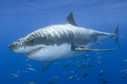 great-white-shark-002